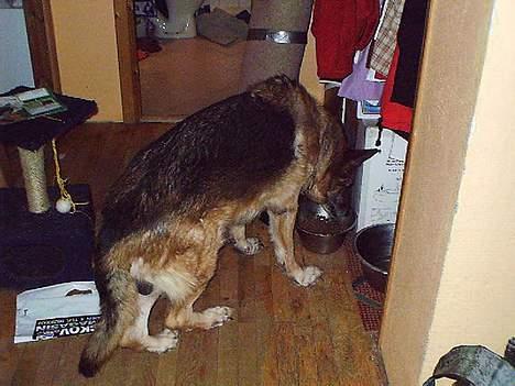 Schæferhund Zeuz   *DØD* - nam nam billede 2