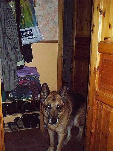 Schæferhund Zeuz   *DØD* - mener du det her??? billede 3