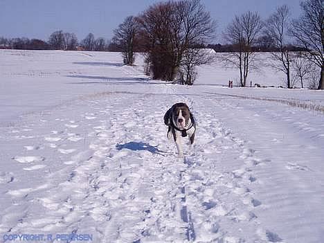 Amerikansk staffordshire terrier Gang-staff FunFun (R.I.P) billede 2