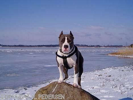 Amerikansk staffordshire terrier Gang-staff FunFun (R.I.P) billede 8