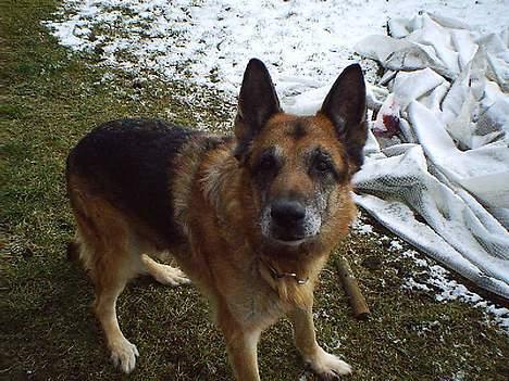 Schæferhund Zeuz   *DØD* - hej  billede 4