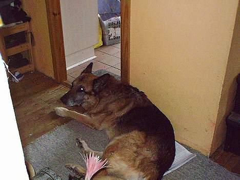 Schæferhund Zeuz   *DØD* - pyha tidligt om morgenen billede 5