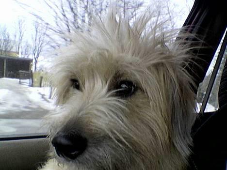 Pyrenæisk hyrdehund Diva - Min far syntes jeg er så sød med punkerhår når vi kører bil billede 1