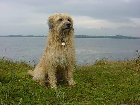 Pyrenæisk hyrdehund Diva billede 2