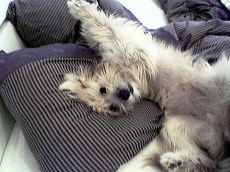 Pyrenæisk hyrdehund Diva - Hva siger du dette er da min dyne  billede 3