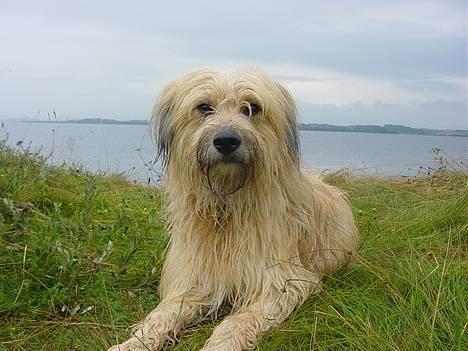 Pyrenæisk hyrdehund Diva - Ta så det billede. billede 4