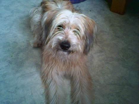 Pyrenæisk hyrdehund Diva - Se hvor fin jeg ligger får jeg så en lækkerbisken. billede 5