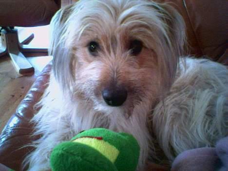 Pyrenæisk hyrdehund Diva - Her er min frø og det er den bedste bamse jeg har. billede 6