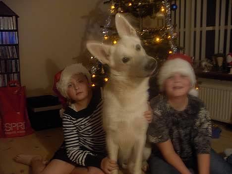 Hvid schæfer jojo - Hov hvad sker der. Nååå billede 1