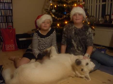 Hvid schæfer jojo - Nå sådan, er jeg ikke bare lækker billede 2