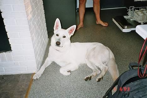 Hvid schæfer jojo - Mit ynglings job billede 4