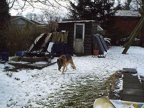 Schæferhund Zeuz   *DØD* - go pind billede 6