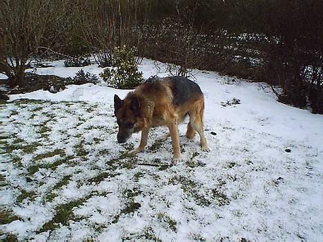 Schæferhund Zeuz   *DØD* - her er glat billede 7