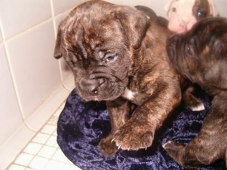 Amerikansk bulldog nipz - første billede billede 1