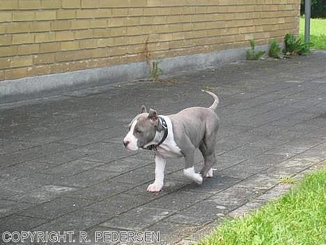 Amerikansk staffordshire terrier Gang-staff FunFun (R.I.P) - 11. uger billede 10