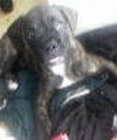 Amerikansk bulldog nipz - her er så et lille billed til billede 2