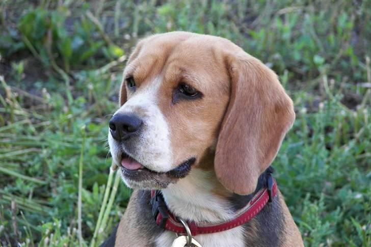 Beagle Mille billede 1
