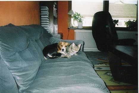 Beagle Mille billede 2