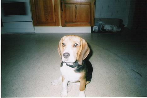 Beagle Mille billede 3