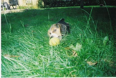 Beagle Mille billede 4