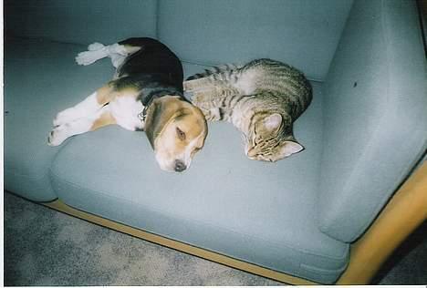 Beagle Mille billede 5