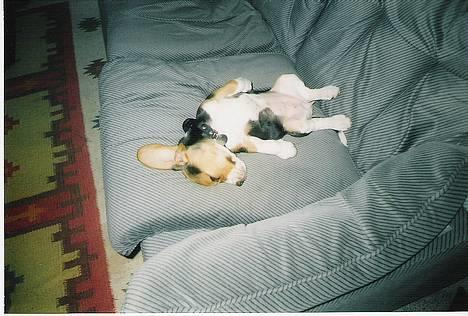 Beagle Mille billede 6