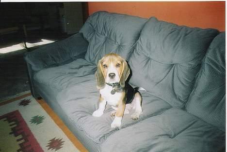 Beagle Mille billede 7