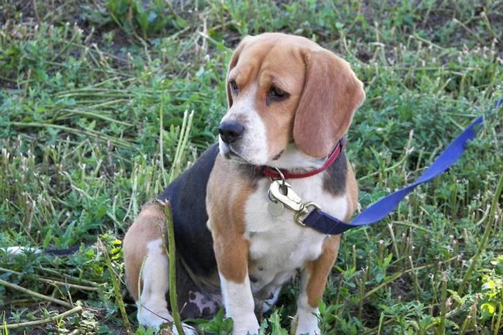 Beagle Mille billede 8