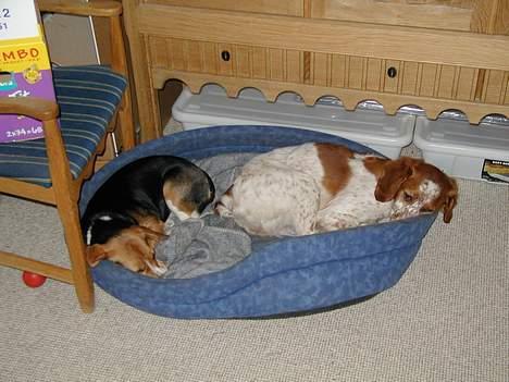 Beagle Mille billede 9