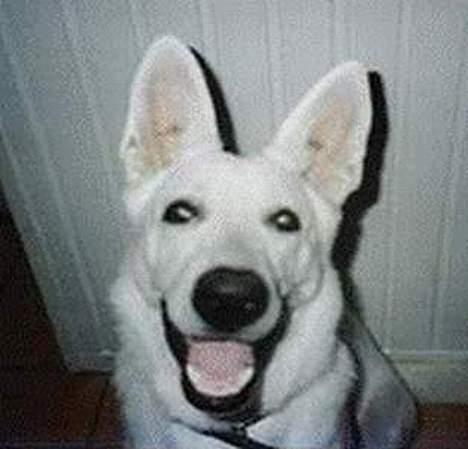 Hvid schæfer jojo - Halløjsa! billede 6