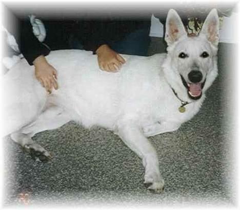 Hvid schæfer jojo - Ihh altså jeg elsker alt den opmærksomhed billede 7