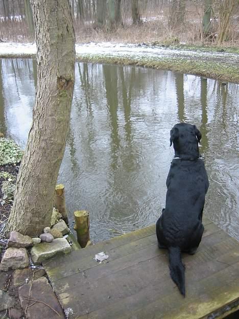 Labrador retriever Formel 1 Rolf - Dejligt med min egen lille Bro! Go udsigt! :D billede 6