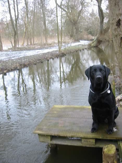 Labrador retriever Formel 1 Rolf - Hvorfor tager han billeder af mig? Hmm!  billede 7