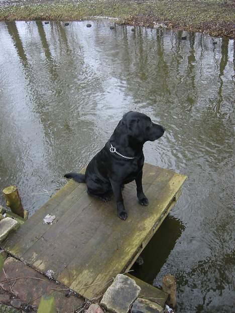 Labrador retriever Formel 1 Rolf billede 9