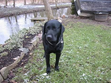 Labrador retriever Formel 1 Rolf billede 10