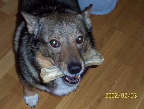 Västgötaspids Asterix billede 1