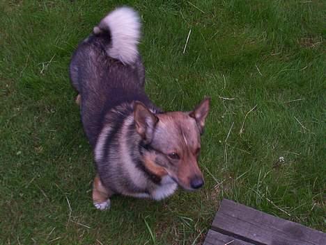 Västgötaspids Asterix billede 3