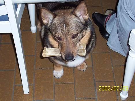 Västgötaspids Asterix billede 2