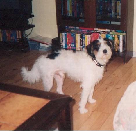 Blanding af racer Rollo - &quot;hejsa&quot; Rollo st&#229;r til model... billede 1