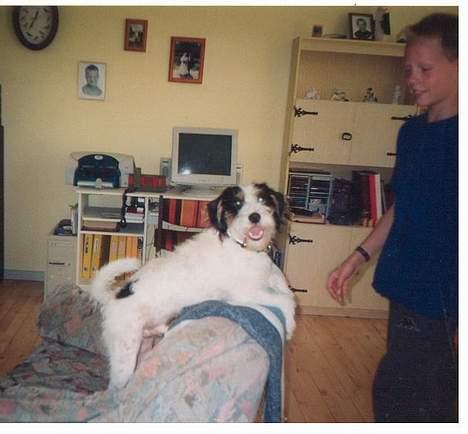 Blanding af racer Rollo - rollo leger med min storebrors ven billede 6