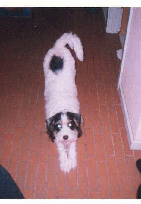 Blanding af racer Rollo - en god str&#230;k ud efter dejlig s&#248;vn billede 7