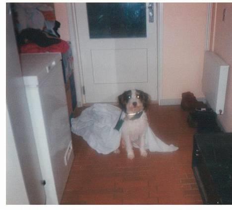 Blanding af racer Rollo - ridder rollo klar til at beskytte prinsessen. billede 8