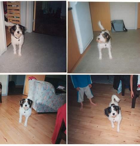 Blanding af racer Rollo - Her er nogle flere billeder af Rollo, Er han ikke bare Nusser... billede 10