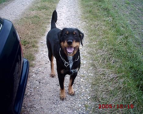 Blanding af racer Tacco (RIP 23-04-12) :(  - Tacco billede 1