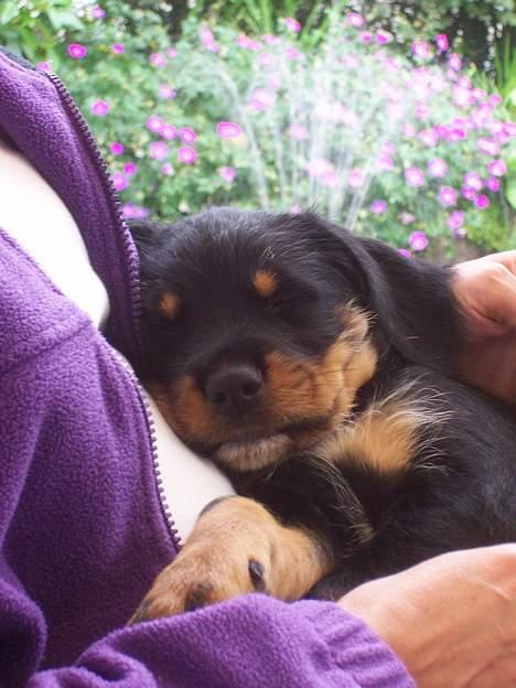 Blanding af racer Tacco (RIP 23-04-12) :(  - Tacco som hvalp - 8 uger gammel billede 2