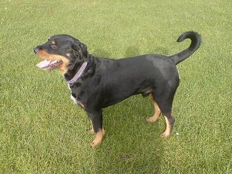 Blanding af racer Tacco (RIP 23-04-12) :(  - 22-3-2007  glad og stolt hund..  billede 3