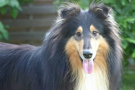 Collie langhåret Rollington Fidusen (Keiko) - Rollington Fidusen - Kaldet Keiko. billede 1