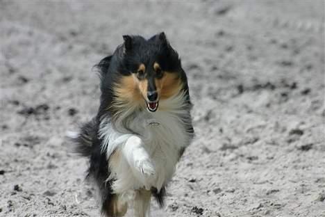 Collie langhåret Rollington Fidusen (Keiko) - Jeg kommer nu :b billede 2