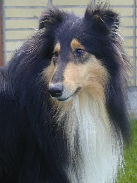 Collie langhåret Rollington Fidusen (Keiko) - Lidt køn er man vel. billede 3