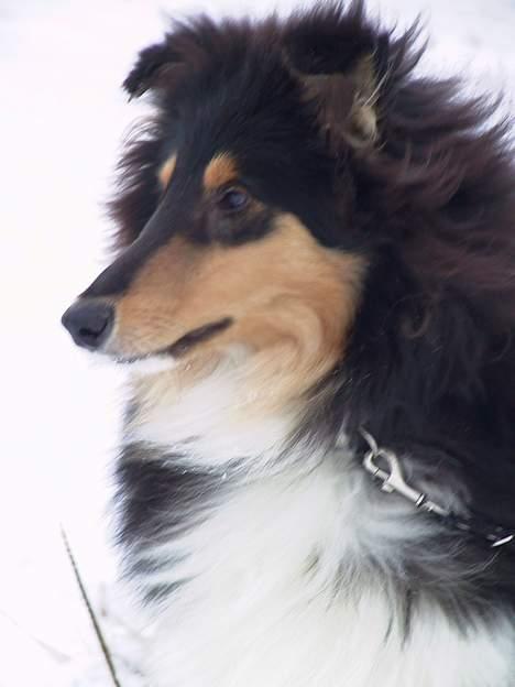 Collie langhåret Rollington Fidusen (Keiko) - Keiko i sneen. billede 4